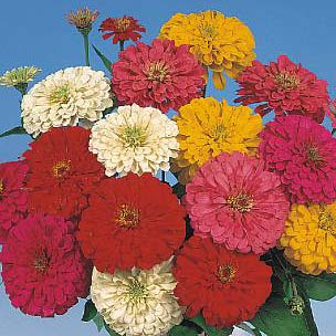 Sunshine Hybrid Mix zinnia seeds