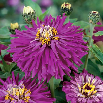 Super Cactus Lilac Emperor zinnia seeds