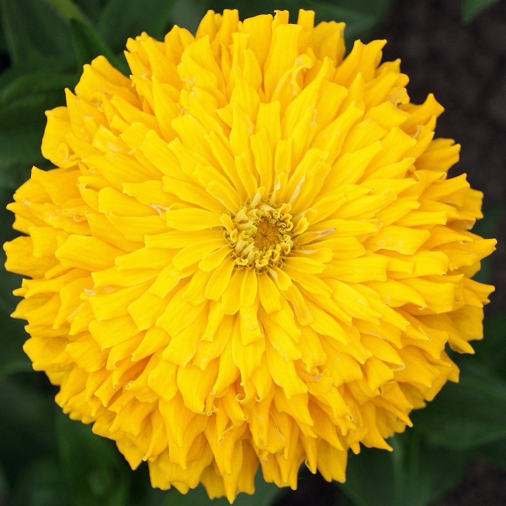 Super Cactus Sungod zinnia seeds