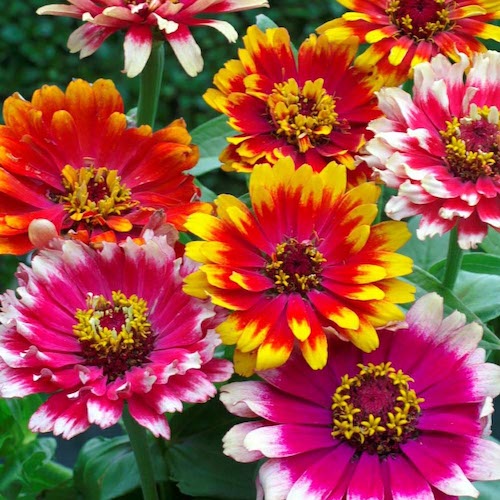 Zinnia Swirls Mixed