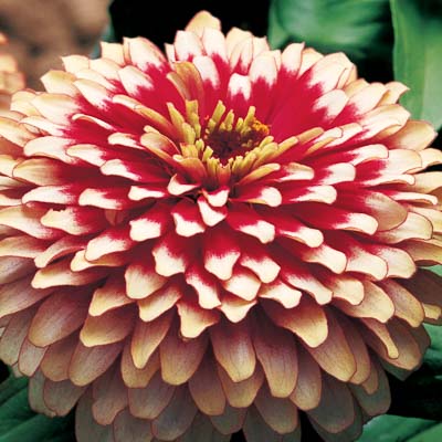 Swizzle Cherry and Ivory zinnia Swizzle Cherry and Ivory zinnia seeds