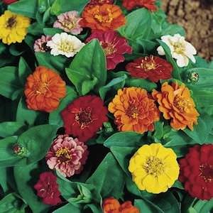 Thumbelina Mix zinnia seeds