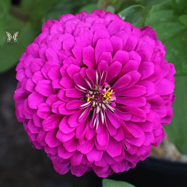 Tudor zinnia seeds