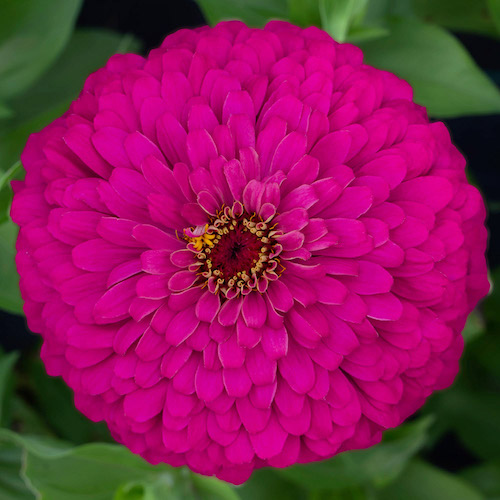 Uproar Rose zinnia seeds