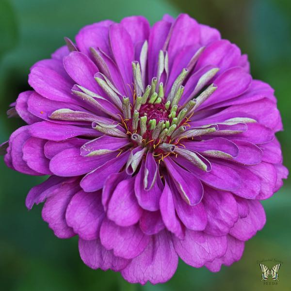 Violet Queen zinnia seeds