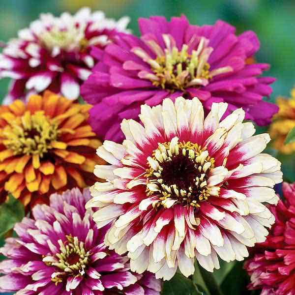 Whirligig zinnia seeds