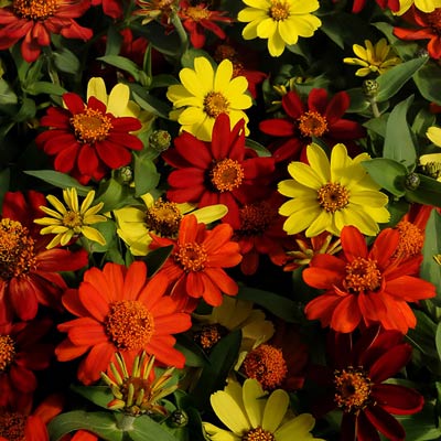 Zahara Bonfire Mix zinnia seeds