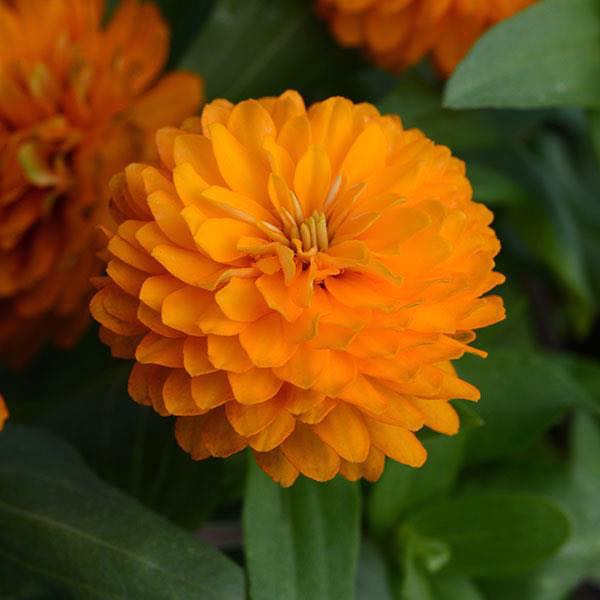 Zahara Double Bright Orange zinnia flower