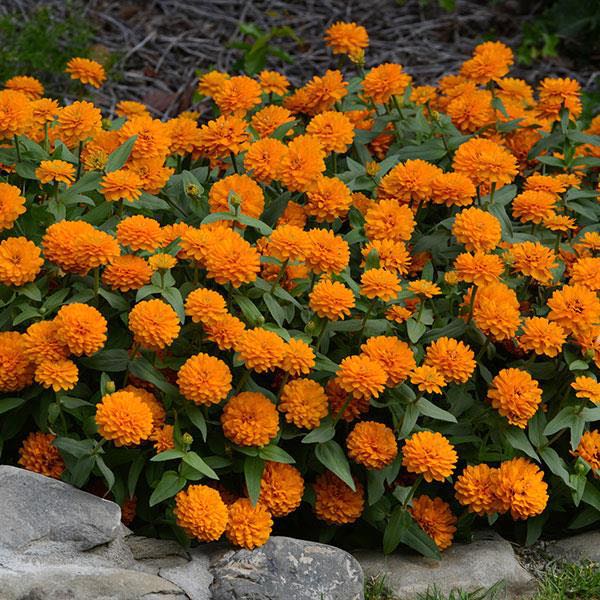 Zahara Double Bright Orange zinnia seeds