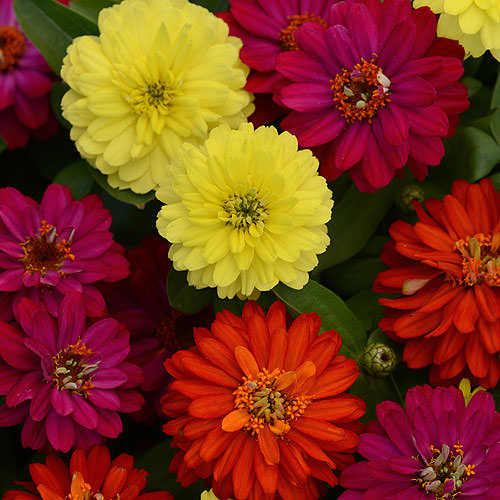 Zahara Double Brilliant Mix zinnia flowers