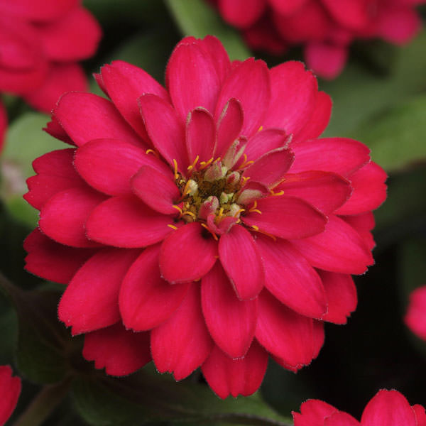 Zahara Double Cherry zinnia seeds