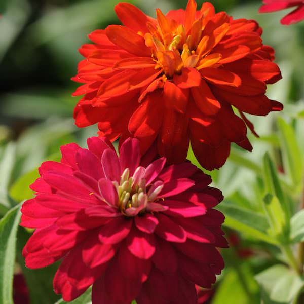 Zahara Double Duo Mix zinnia seeds