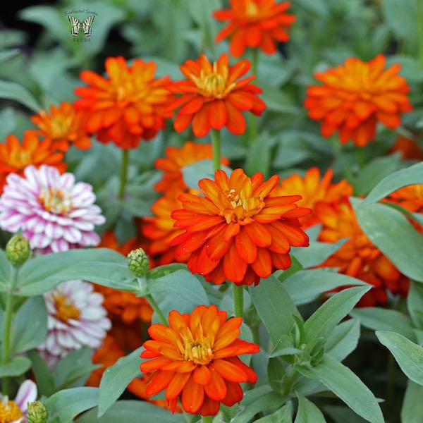 Zahara Double Fire zinnia seeds