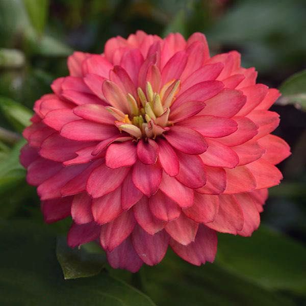 Zahara Double Salmon zinnia seeds