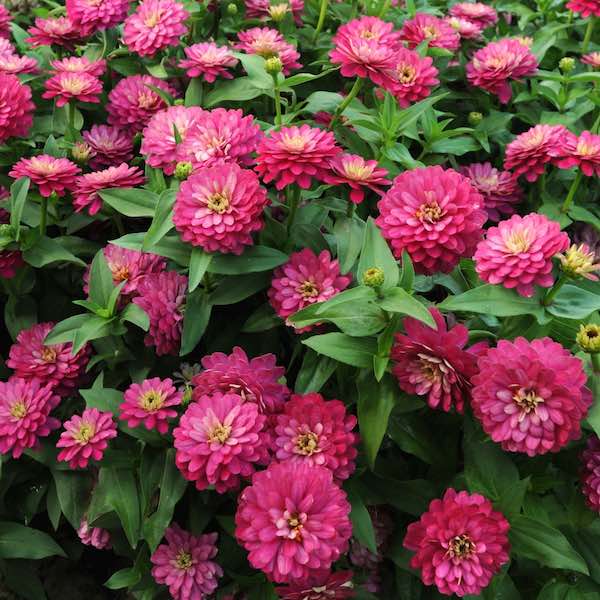 Zahara Double Strawberry zinnia Zahara Double Strawberry zinnia seeds