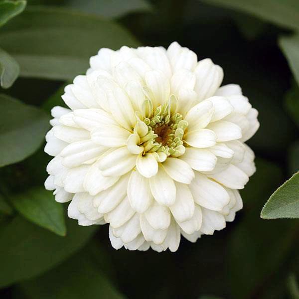 Zahara Double White zinnia seeds