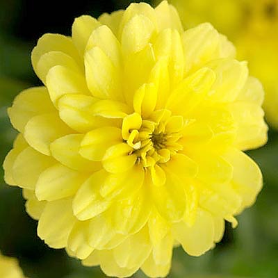 Zahara Double Yellow zinnia seeds