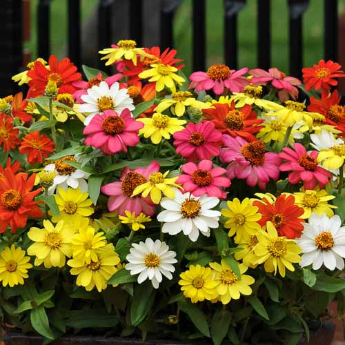 Zahara Mix zinnia seeds