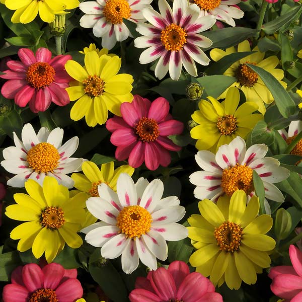 Zahara Raspberry Lemonade Mix zinnia seeds