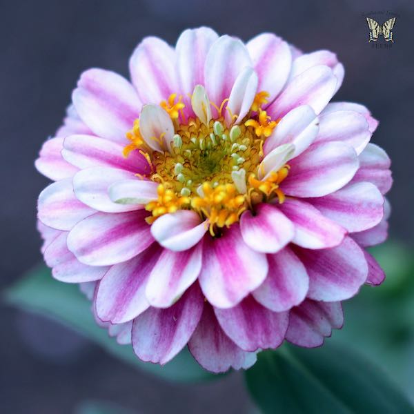 Zahara Double Raspberry Ripple zinnia flower