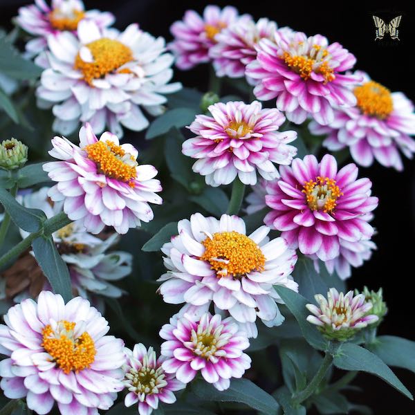 Zahara Double Raspberry Ripple zinnia seeds