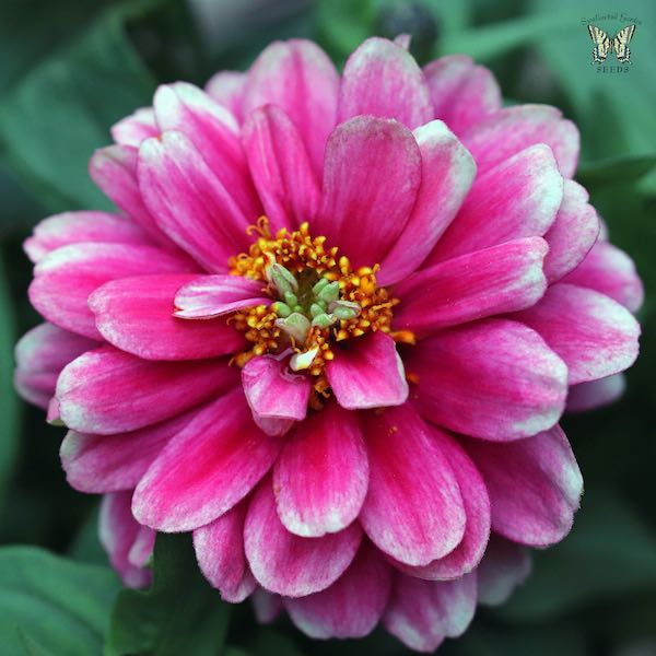 Zahara Double Raspberry Ripple zinnia seeds