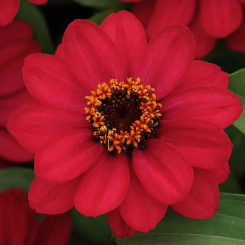 Zahara Raspberry zinnia seeds