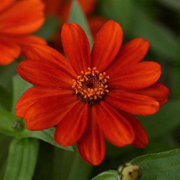 Zahara Red zinnia Zahara Red zinnia seeds