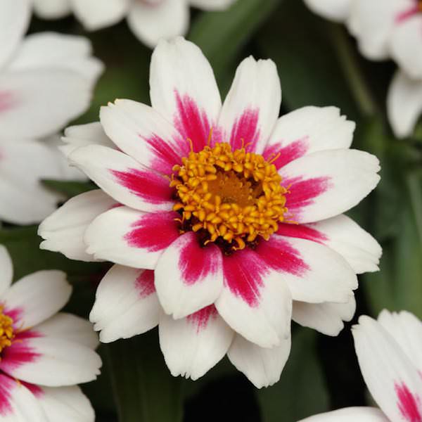 Zahara Starlight Rose zinnia seeds