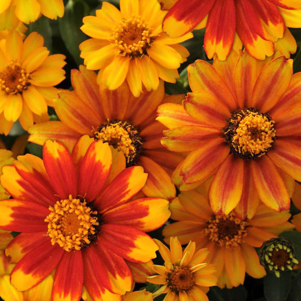 Zahara Sunburst zinnia seeds