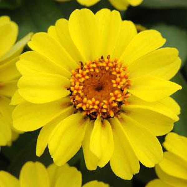 Zahara XL Yellow zinnia Zahara XL Yellow zinnia seeds