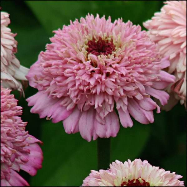 Zinderella Lilac zinnia seeds