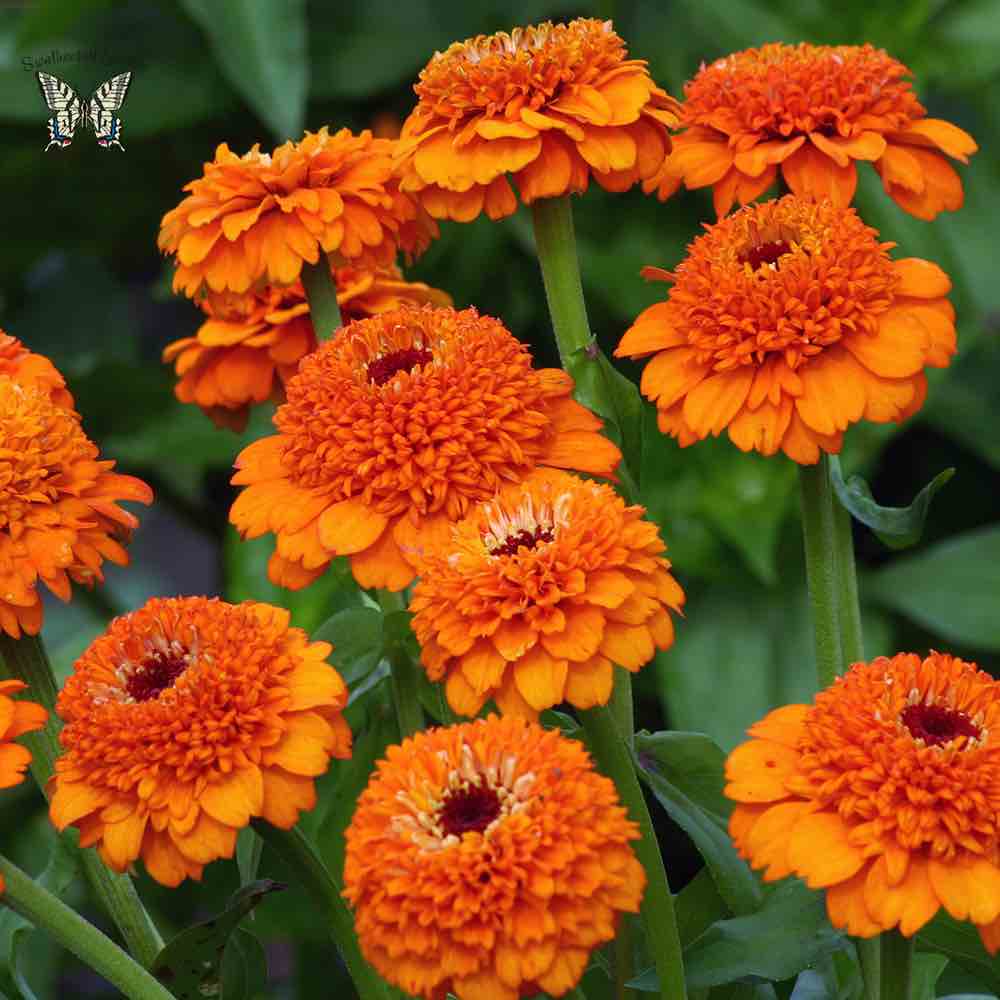 Zinderella Orange zinnia seeds