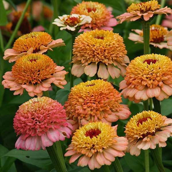 Zinderella Peach zinnia seeds