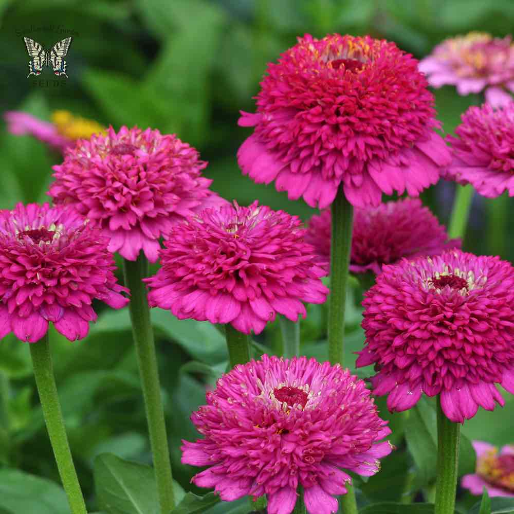 Zinderella Purple zinnia seeds