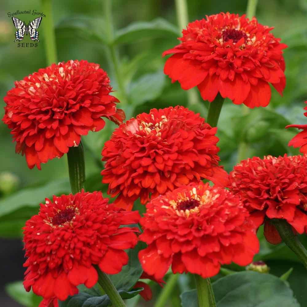 Zinderella Red zinnia seeds