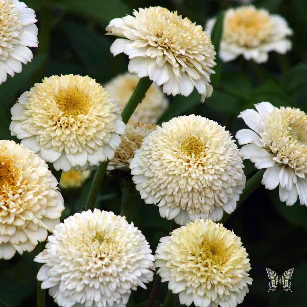 Zinderella White zinnia seeds