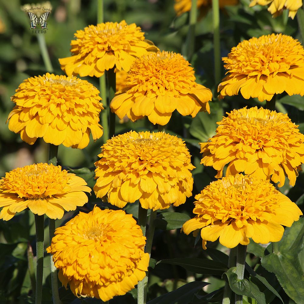 Zinderella Yellow zinnia seeds