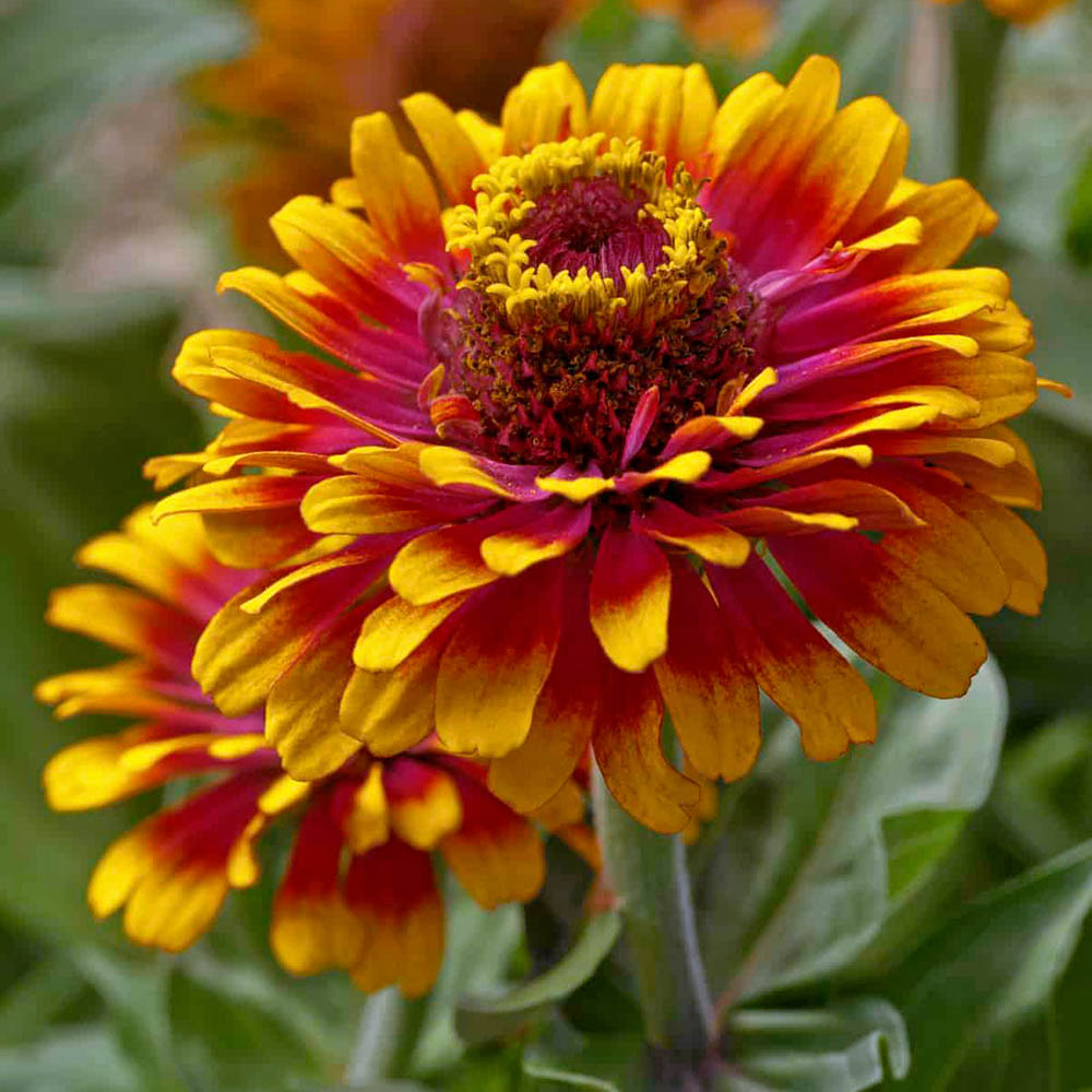 Zinnia Zowie Yellow Flame - 2006 AAS Winner Zinnia Zowie Yellow Flame - 2006 AAS Winner