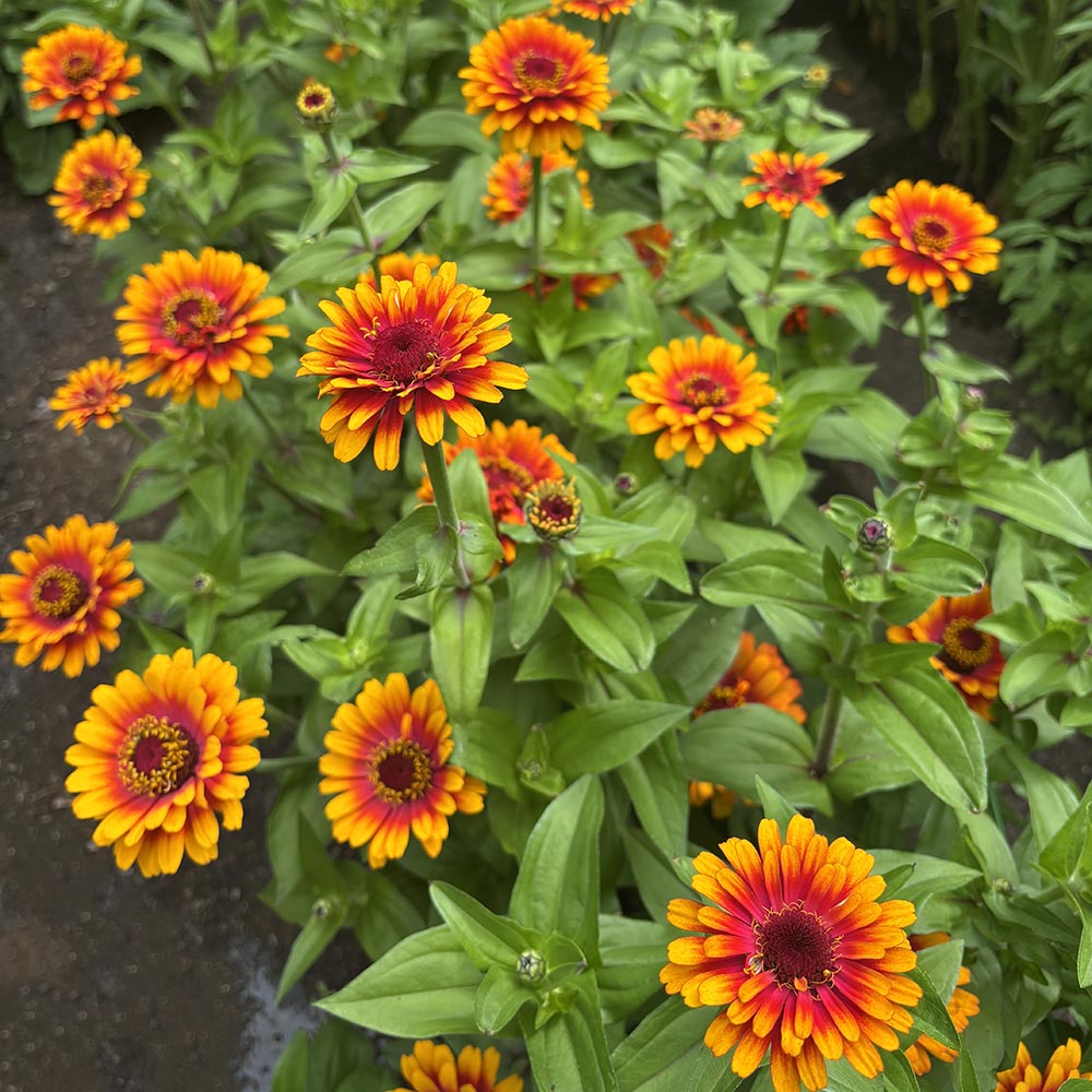 Zinnia Zowie Yellow Flame Flowers Zinnia Zowie Yellow Flame Flowers
