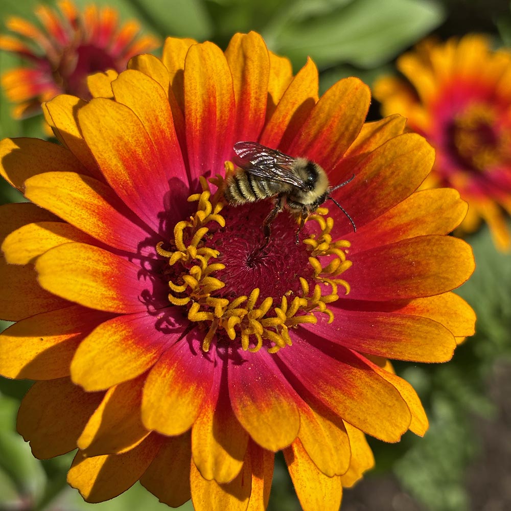 Zinnia Zowie Yellow Flame with Bee Zinnia Zowie Yellow Flame with Bee