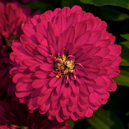 Zinnia Zydeco Cherry