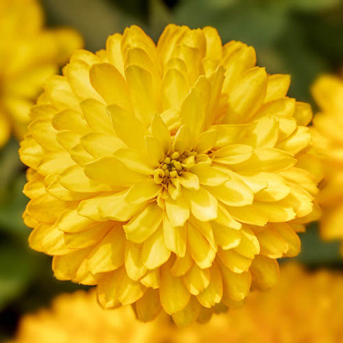 Zinnia Zydeco Deep Yellow