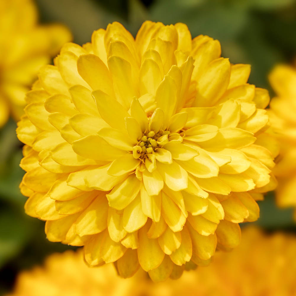 Zinnia Zydeco Deep Yellow