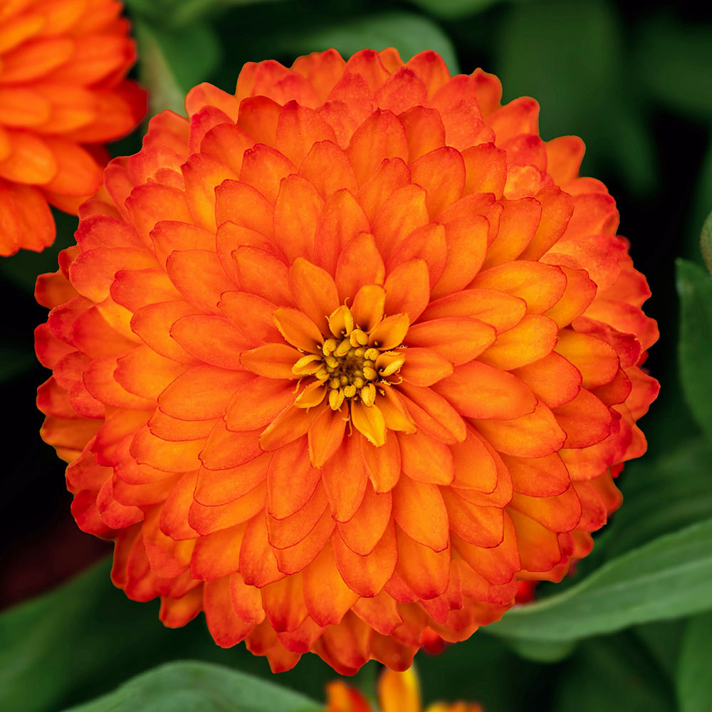 Zinnia Zydeco Fire