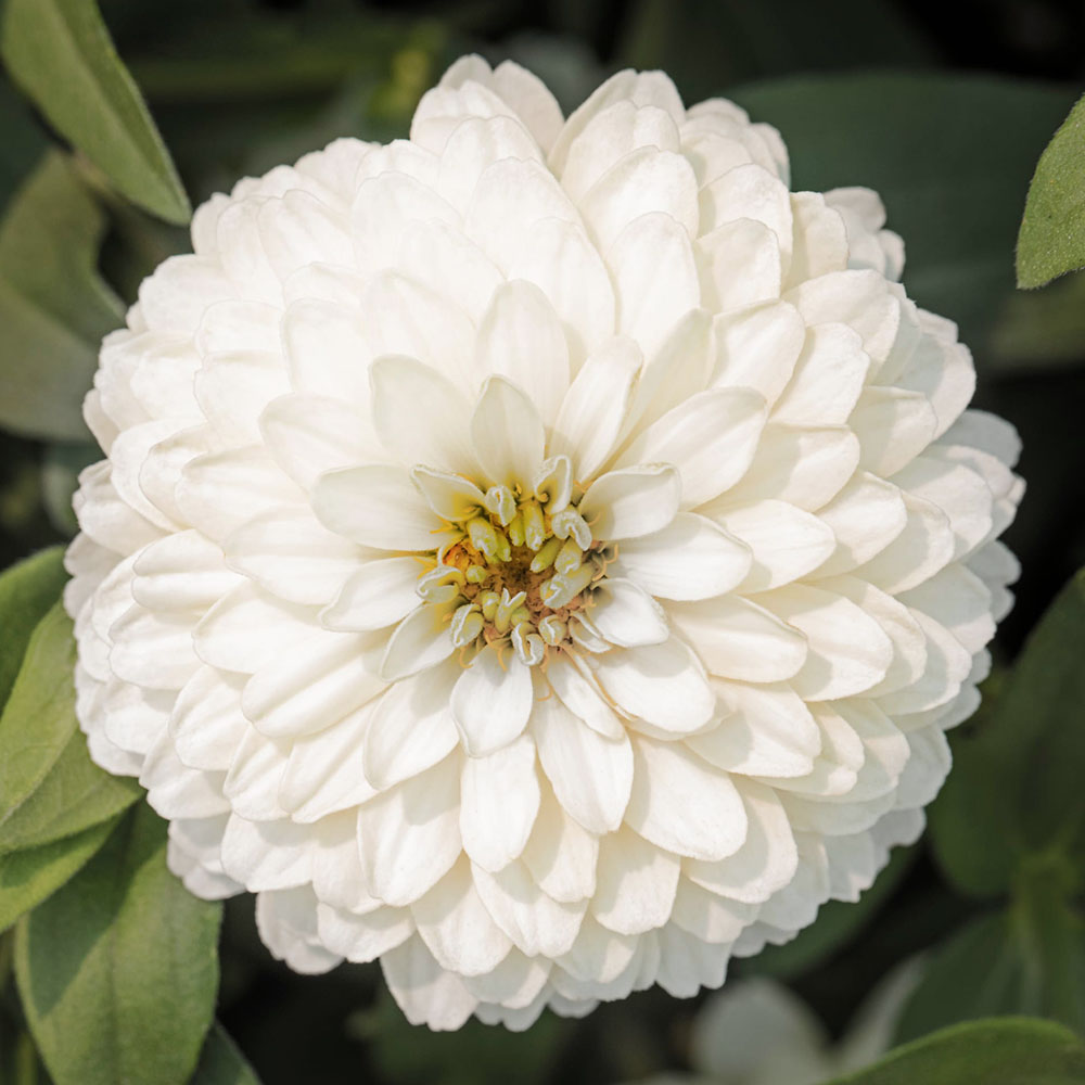 Zinnia Zydeco White