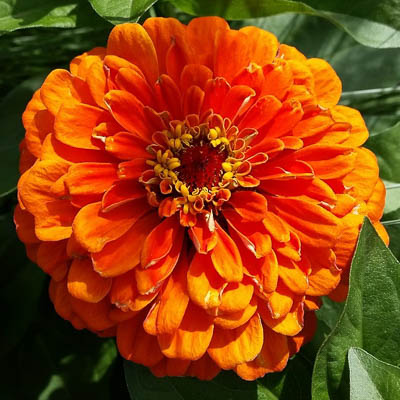 Master Elite Bronze zinnia Master Elite Bronze zinnia seeds
