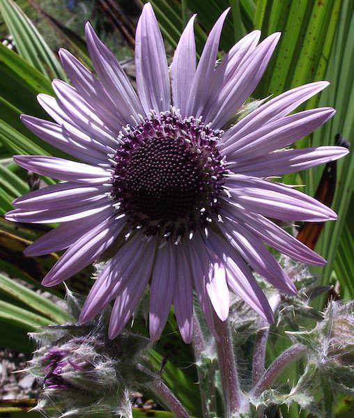 Zulu Warrior - Berkheya purpurea