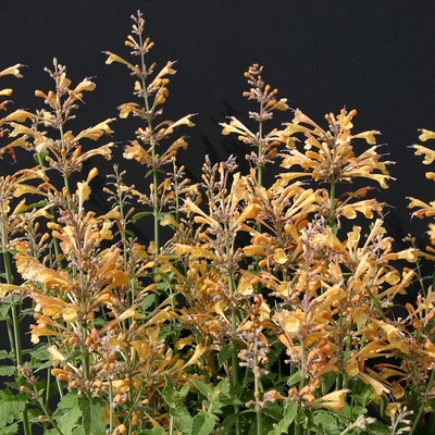 Agastache aurantiaca