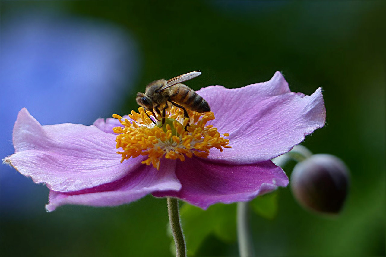 Honeybee on Japanese Anemone Bee on Anemone flower